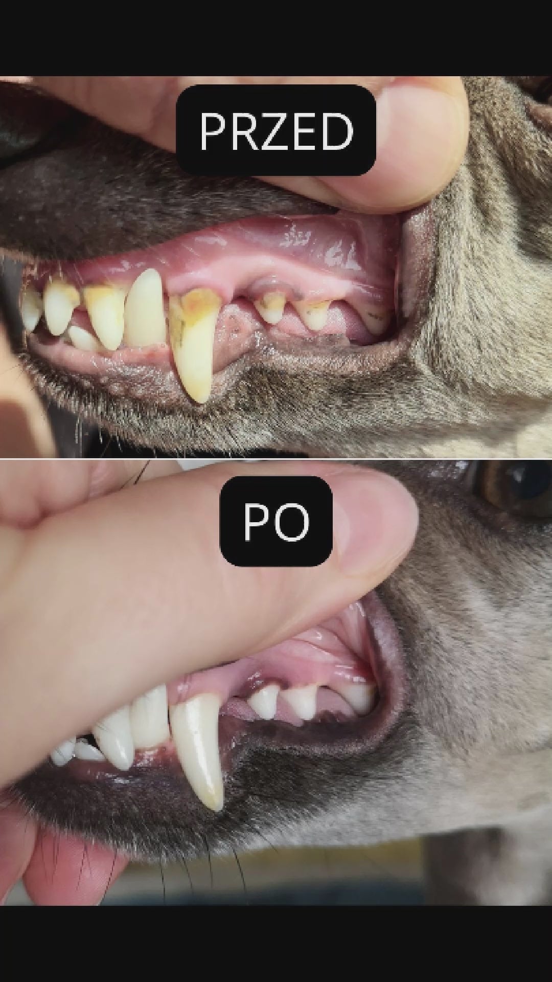 Načítať video: 